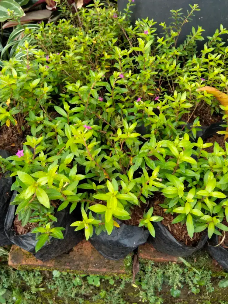 Pohon Taiwan biuty