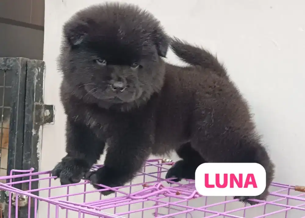 Chow chow puppy