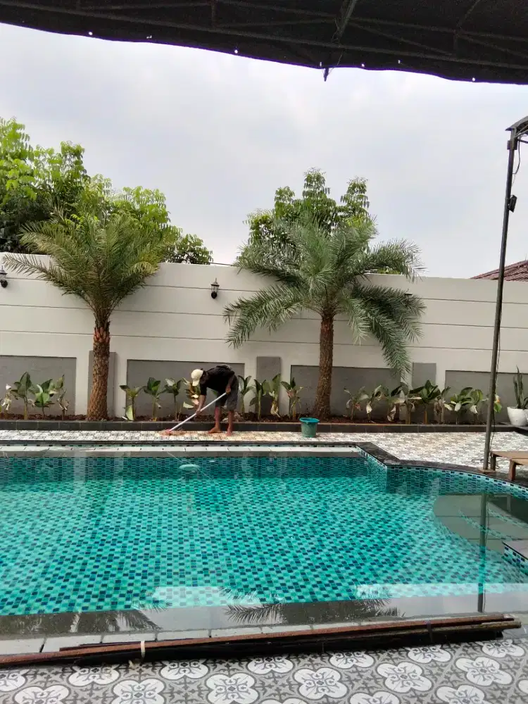 Pohon palm kenari