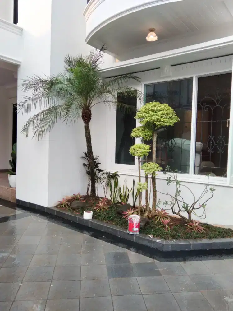 Pohon palm phonik