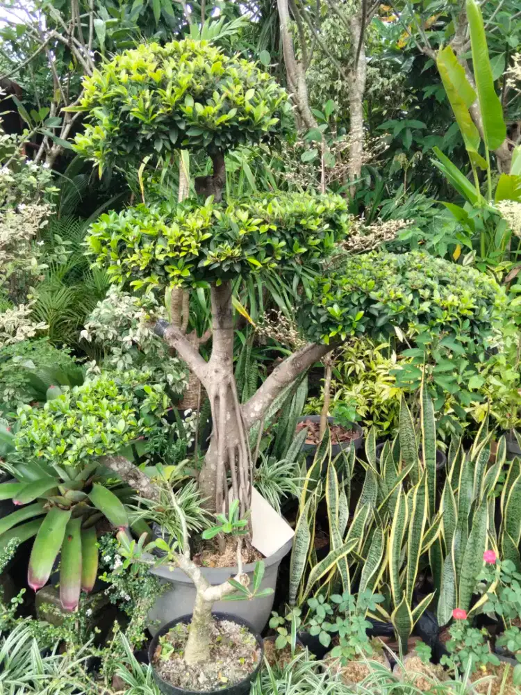 Pohon bonsai beringin legend