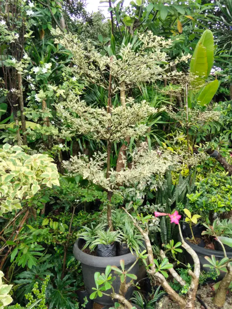 Pohon Ketapang pariegata