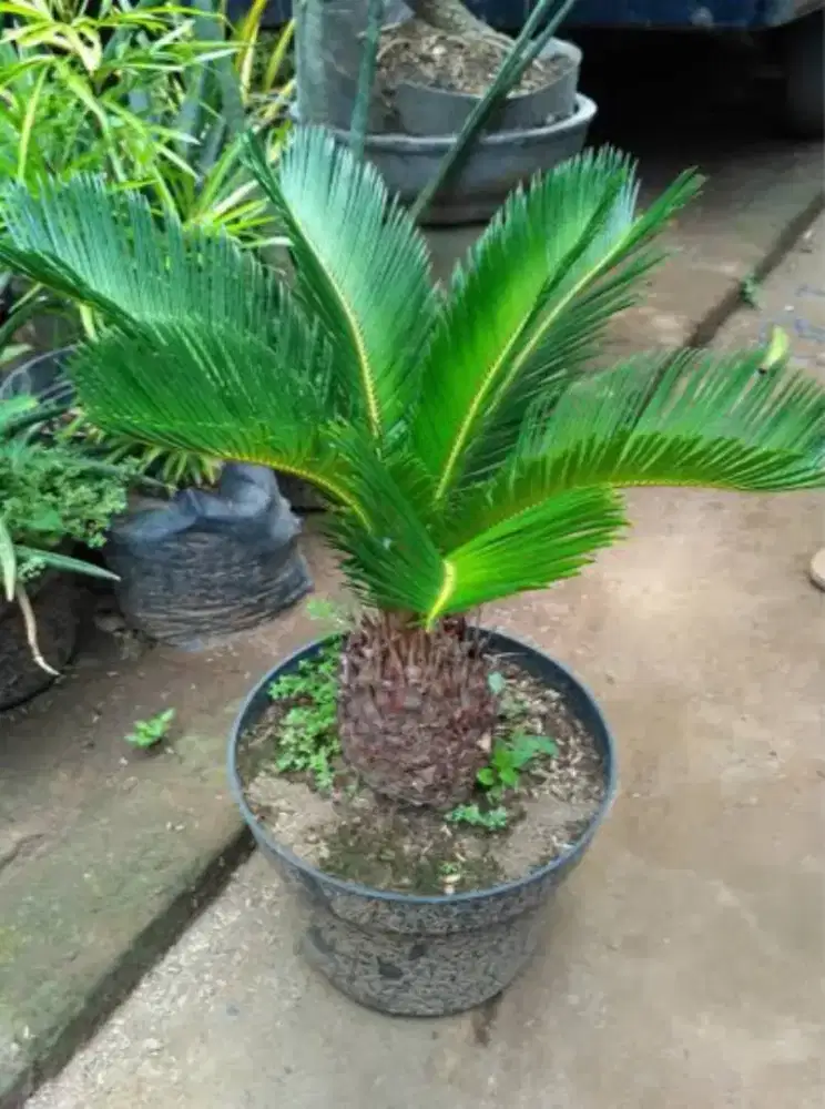 Pohon palam sikas