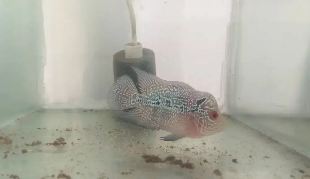 Kamfa F2 ORI thai
