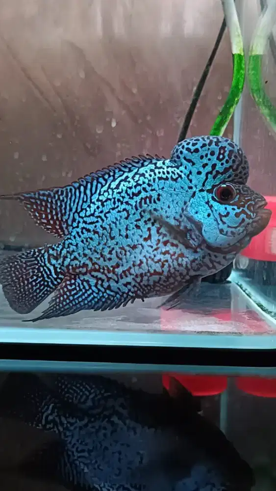 Ikan Louhan F2 Thai