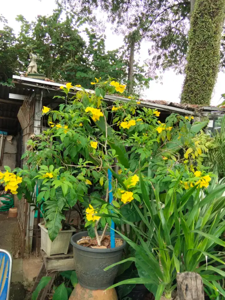 Pohon teko masta