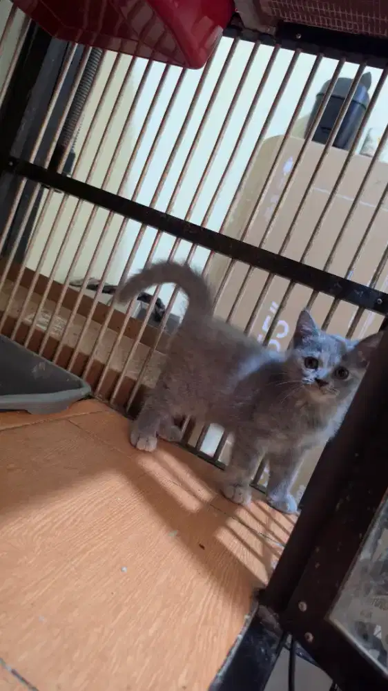Borongan 3 anak kucing
