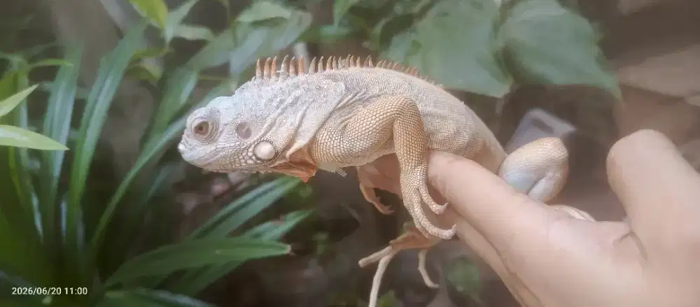 Iguana Albino Dan Red Axantic