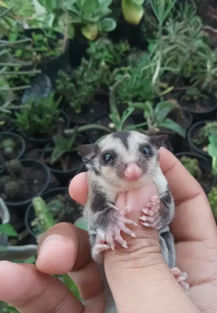 Sugar glider aja
