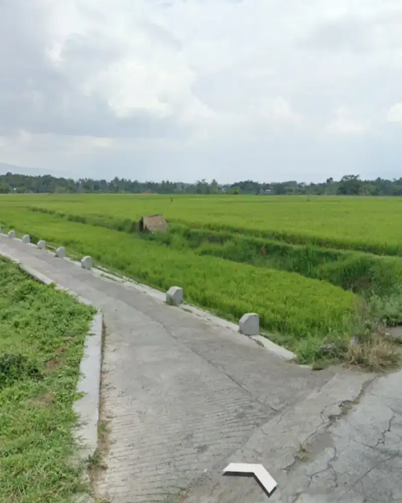 sawah murah samping jl. desa luas 2hektar