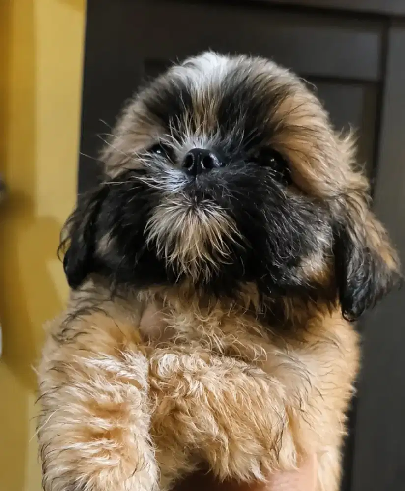 Puppy shihtzu mix