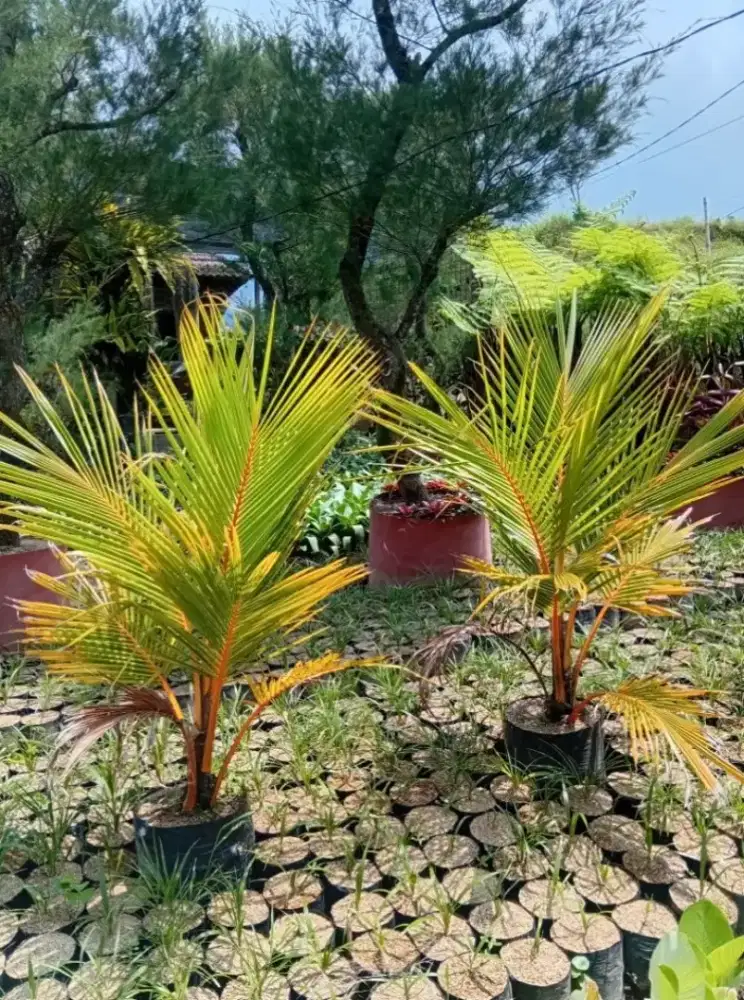 Tanaman pohon kelapa