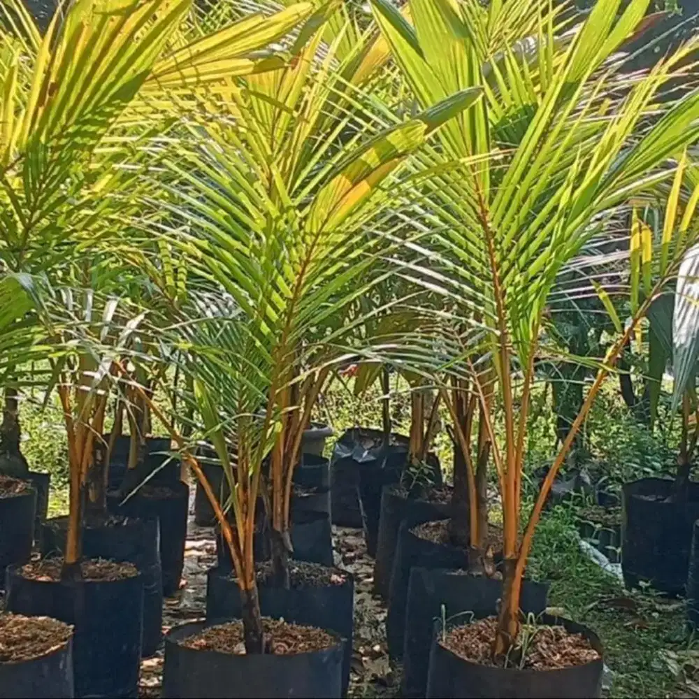 Tanaman / pohon kelapa