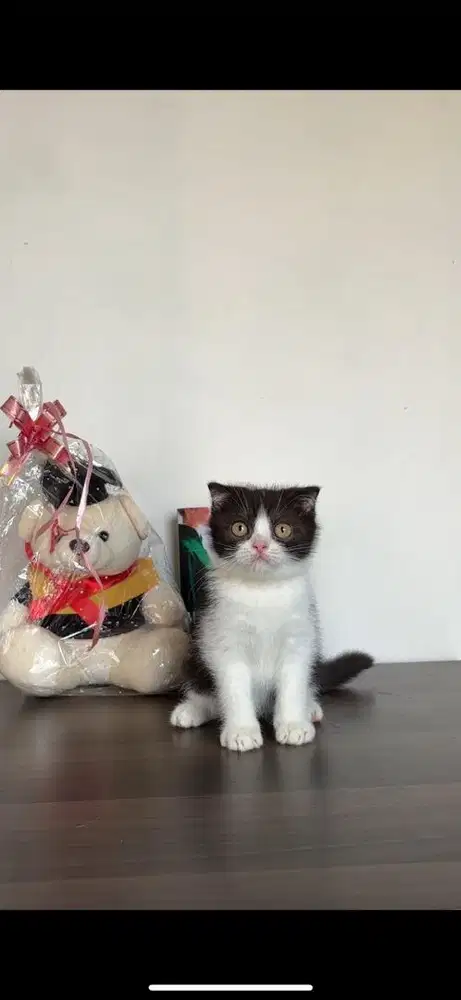 Kucing scottish fold