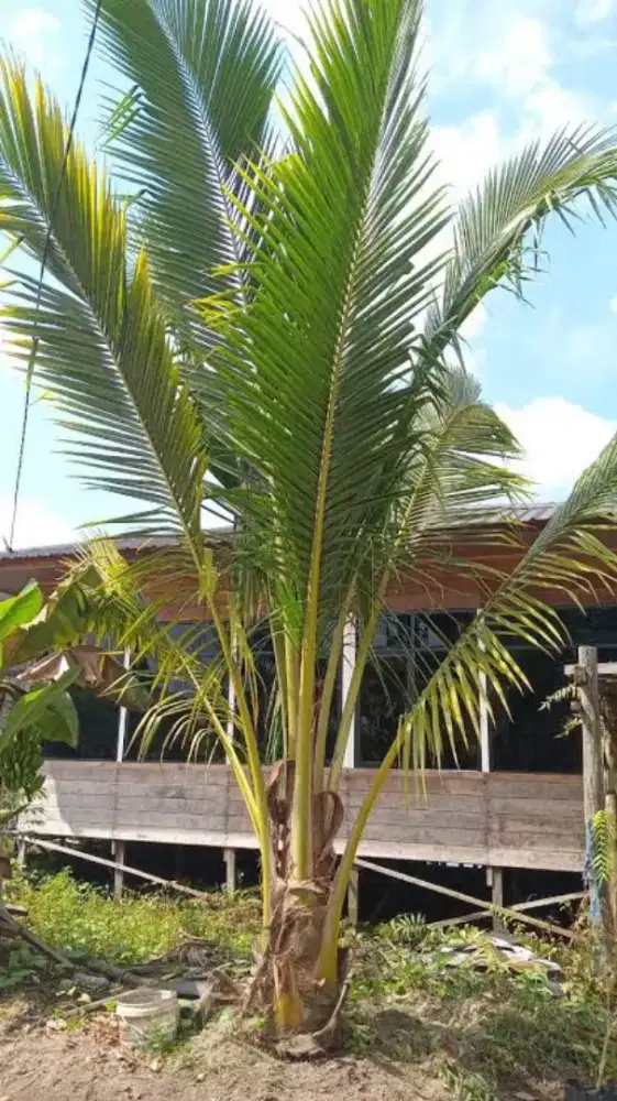 Tanaman / pohon kelapa murah