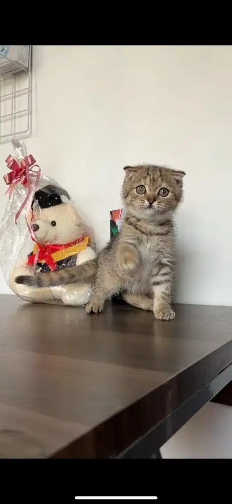 Scottish fold female