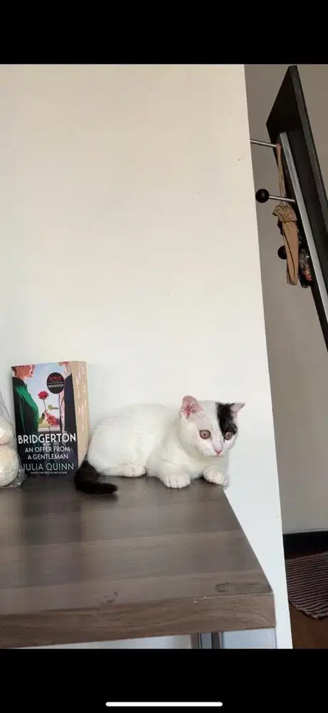 Kucing scottish single fold