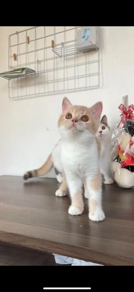 Kucing British x exotic