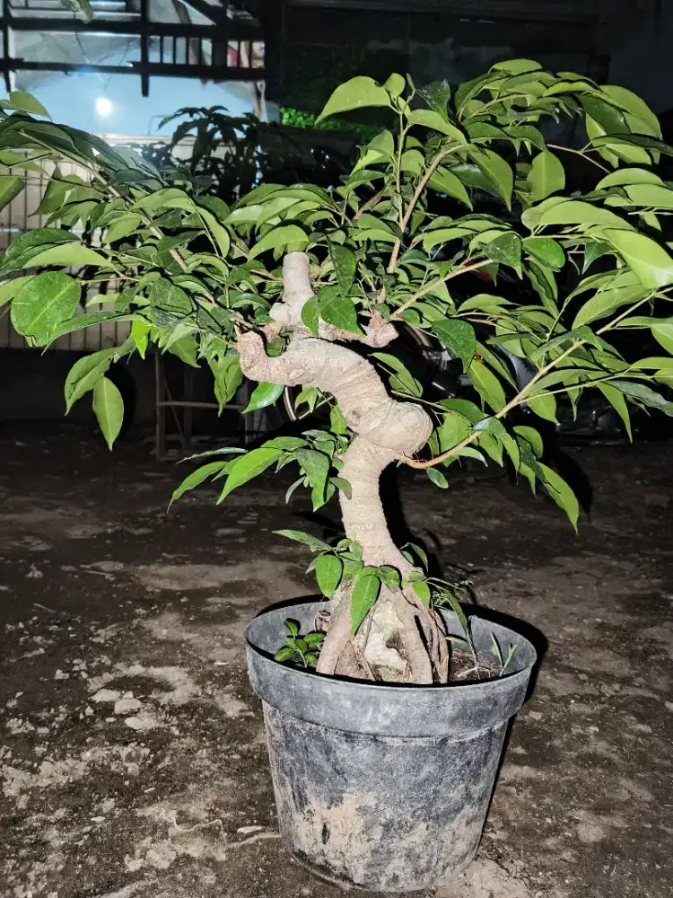 POHON BERINGIN BONSAI BATANG BESAR