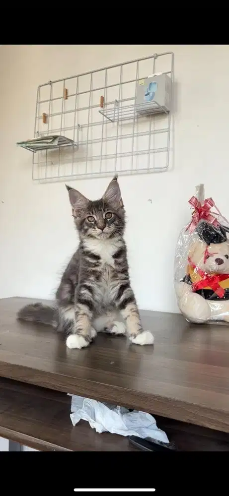 Kucing mainecoon
