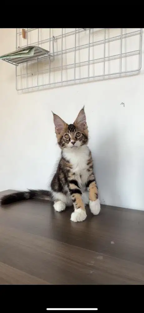 Mainecoon anakan pedigree