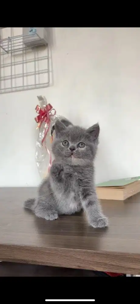 British shorthair