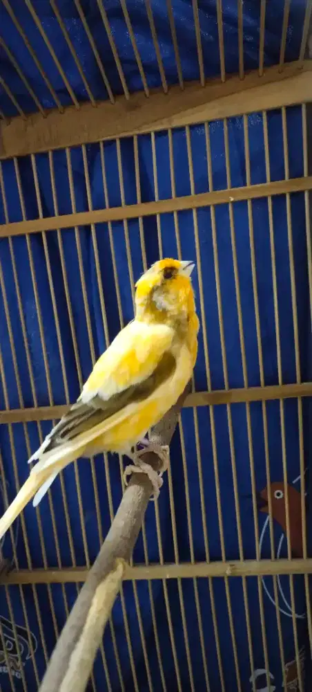 Burung kenari F1 Rasmi. Baru selesai mabung.  Udah mulai bunyi lagi.