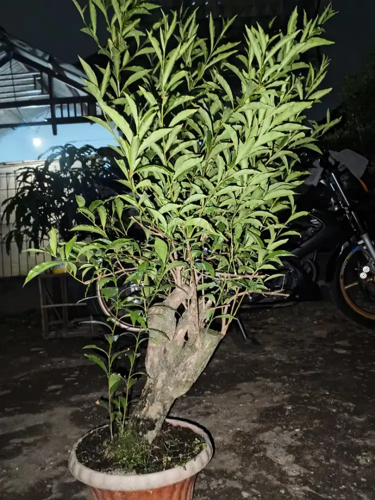 POHON MELATI COSTA