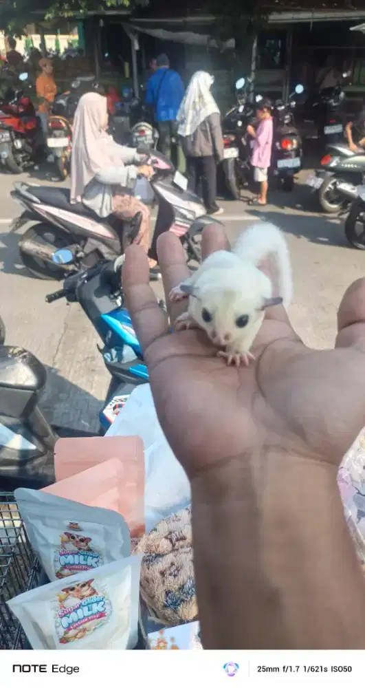 Baby sugar glider
