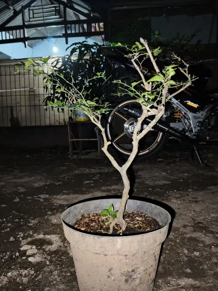 Pohon Jeruk Kimkit