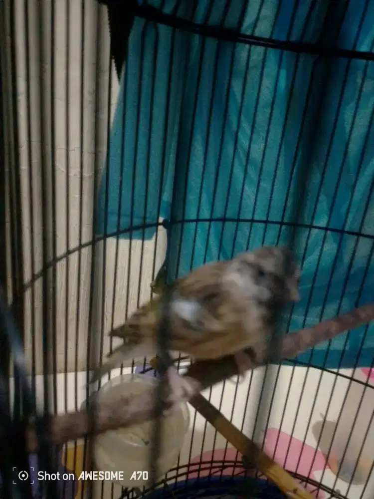 black srout  edisi bosen burung sudah gacor