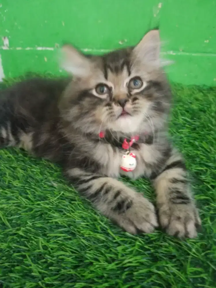 Kitten persia banjarmasin