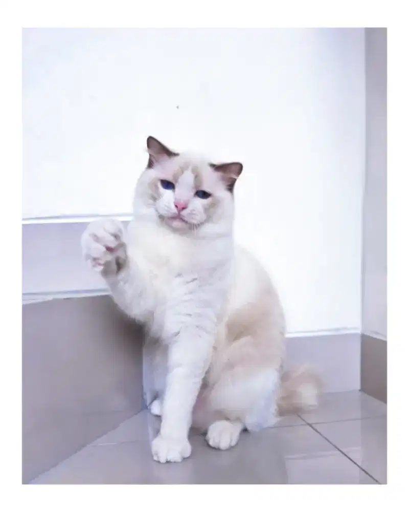 Ragdoll Blue Bicolor Jantan 1 tahun anak ped lepas non ped