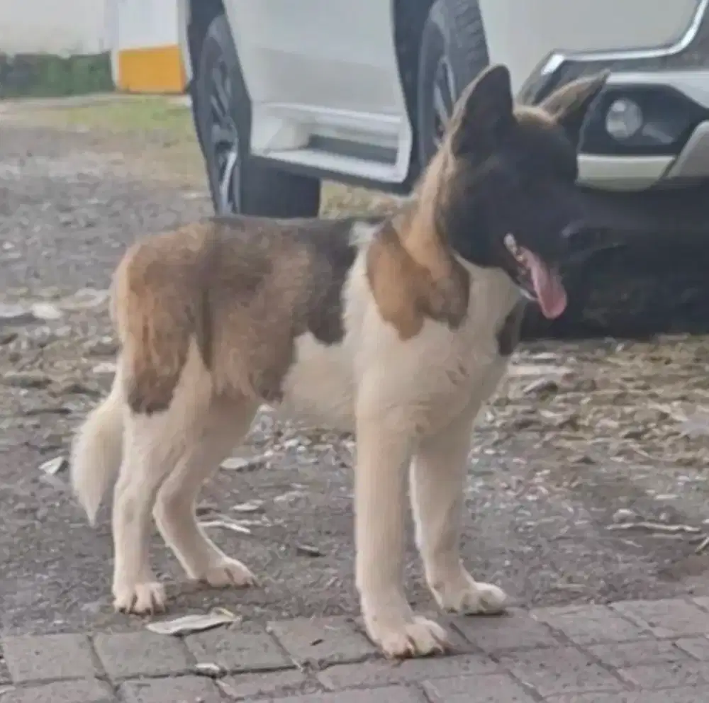 Jual anakan american akita jantan 7 bln surat, sehat . vaksin 5L