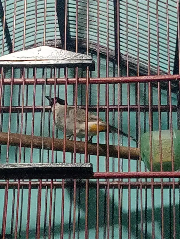 Kutilang body big