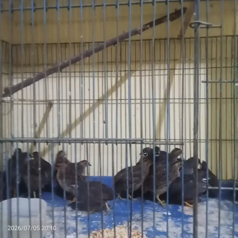 Burung puyuh batu indukan