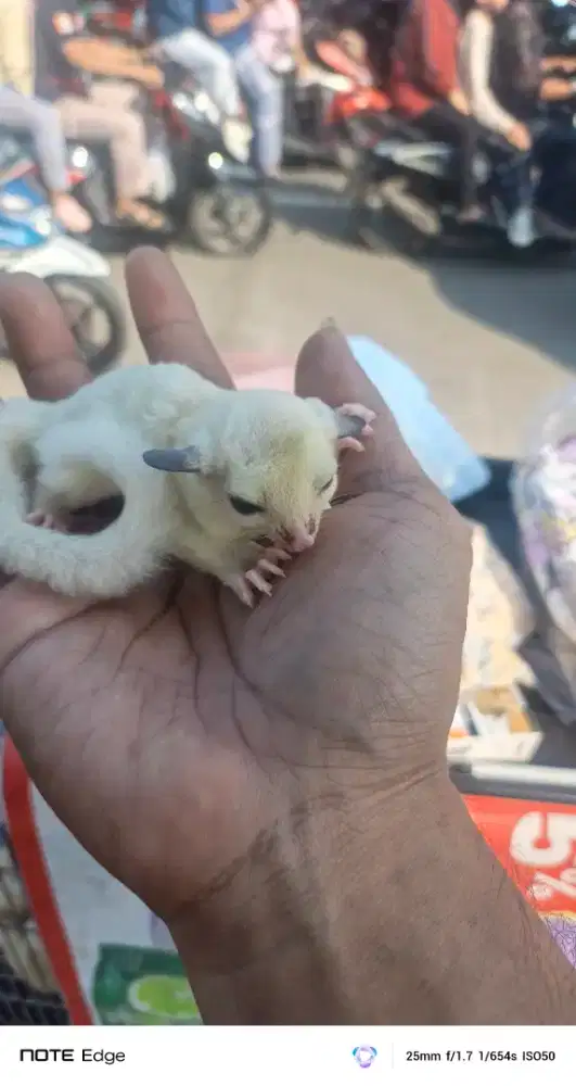 Baby Sugar glider