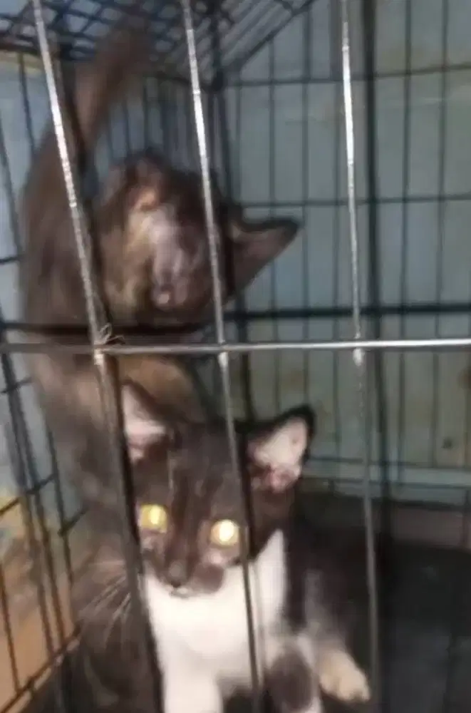 lepas adopsi 2 kitten 4bulan jantan persia mix siam