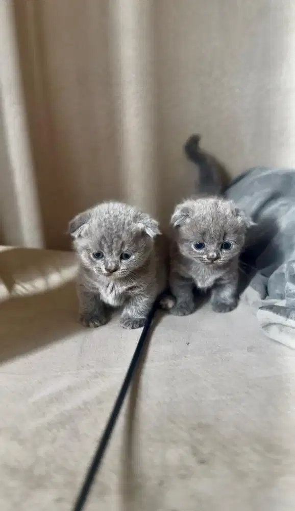 BSH British Shorthair Munchkin