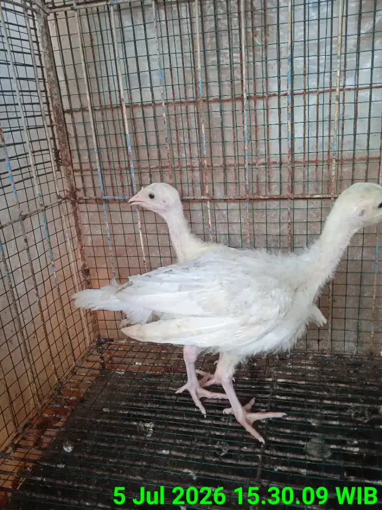 Kalkun bkn Kandang Kate Pelung Bangkok