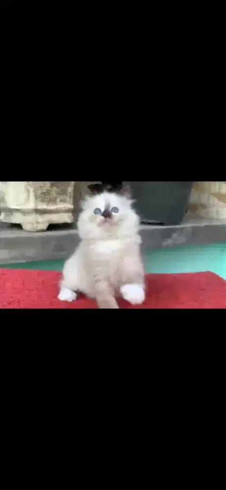Anak kucing ragdol/kitten persia  betina/kucing ragdol mix persia