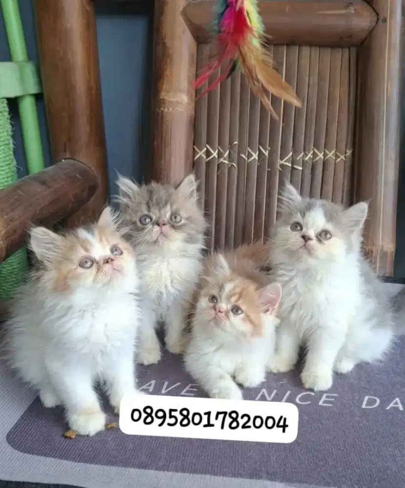Anak kucing  peaknose /kitten persia betina /kucing persia peaknose