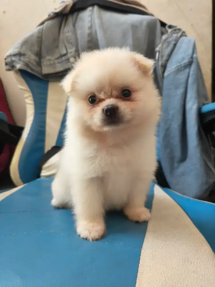 Anak anjing Pomeranian