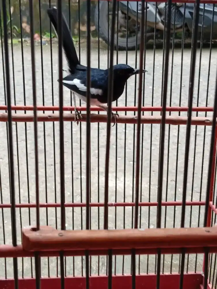 Burung kacer rajin bunyi