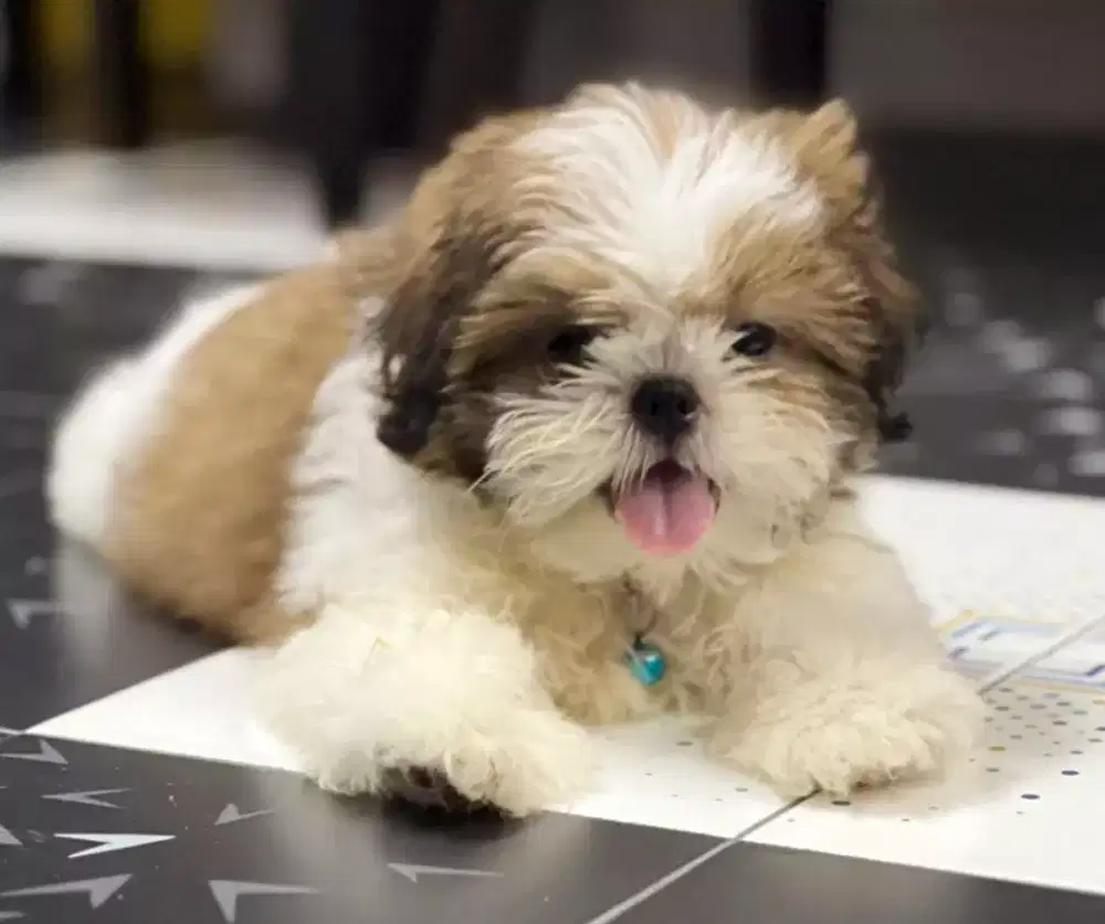 DIJUAL PUPPY ANJING SHIHTZU