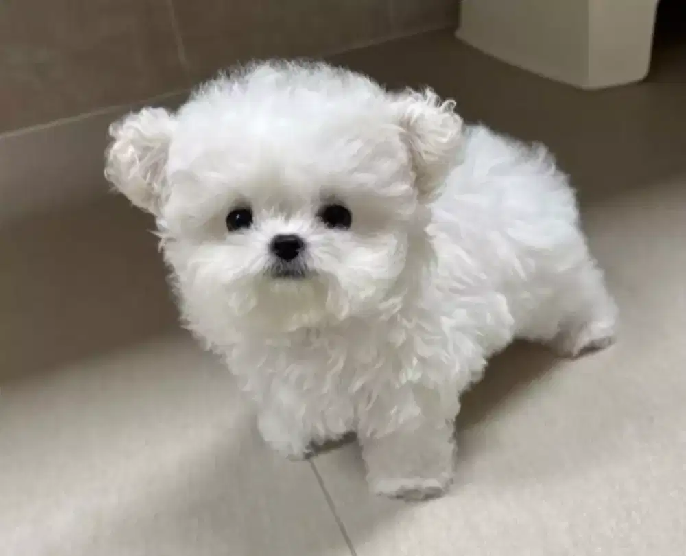 DIJUAL PUPPY ANJING POM MIX POODLE