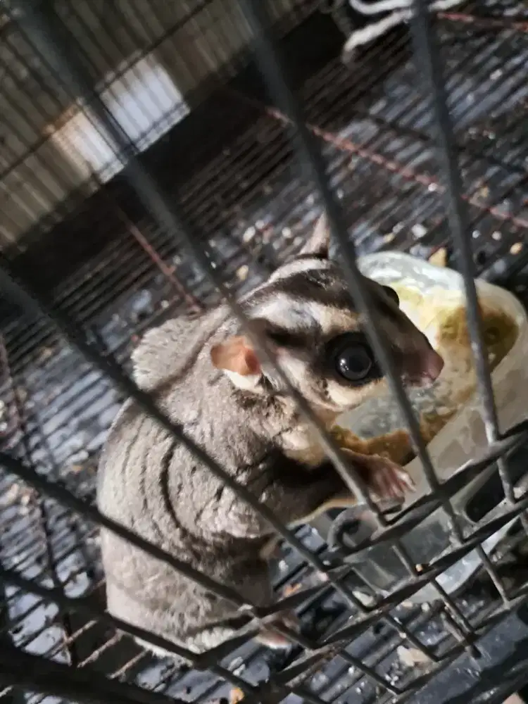 Sugar Glider Classic Grey (JANTAN DEWASA)