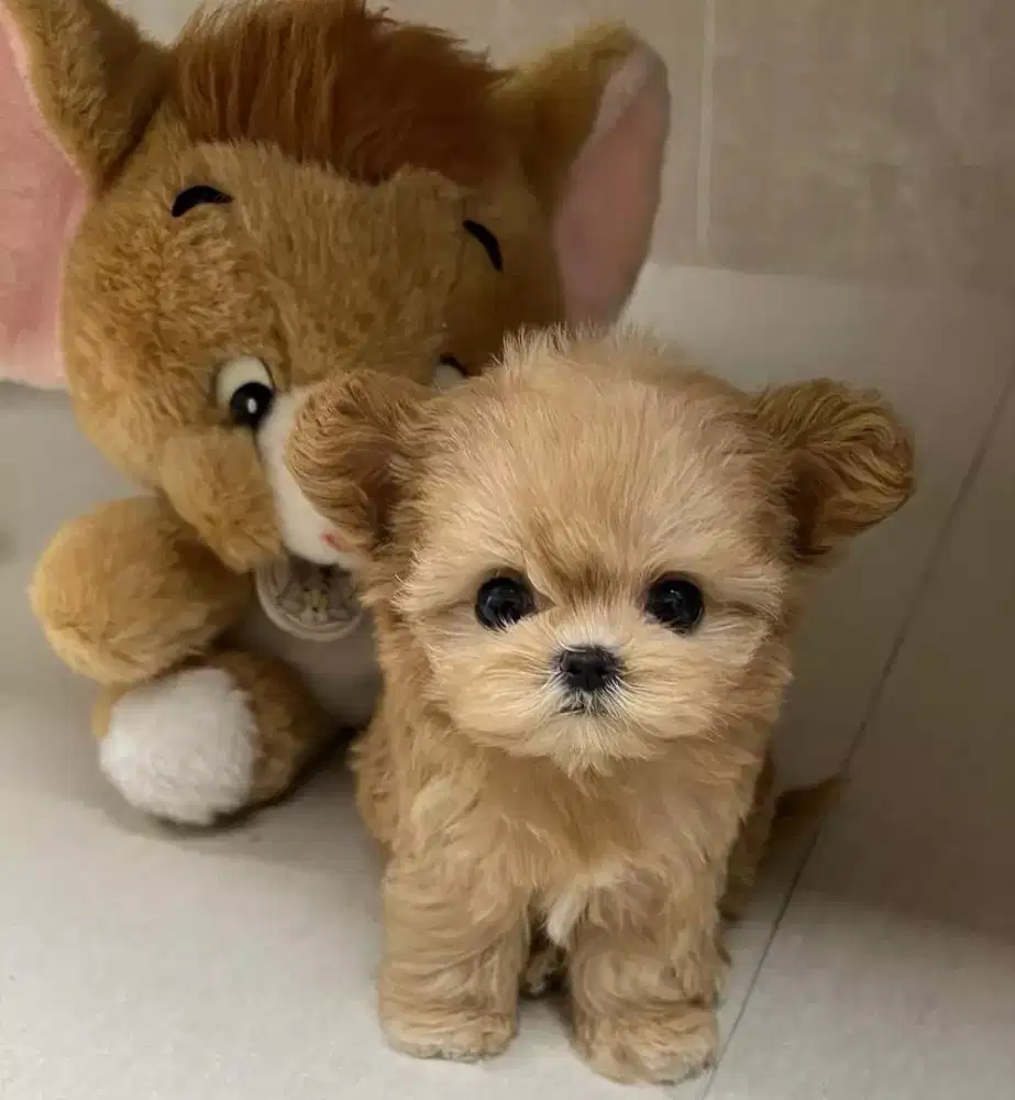 DIJUAL PUPPY ANJING POM MIX POODLE
