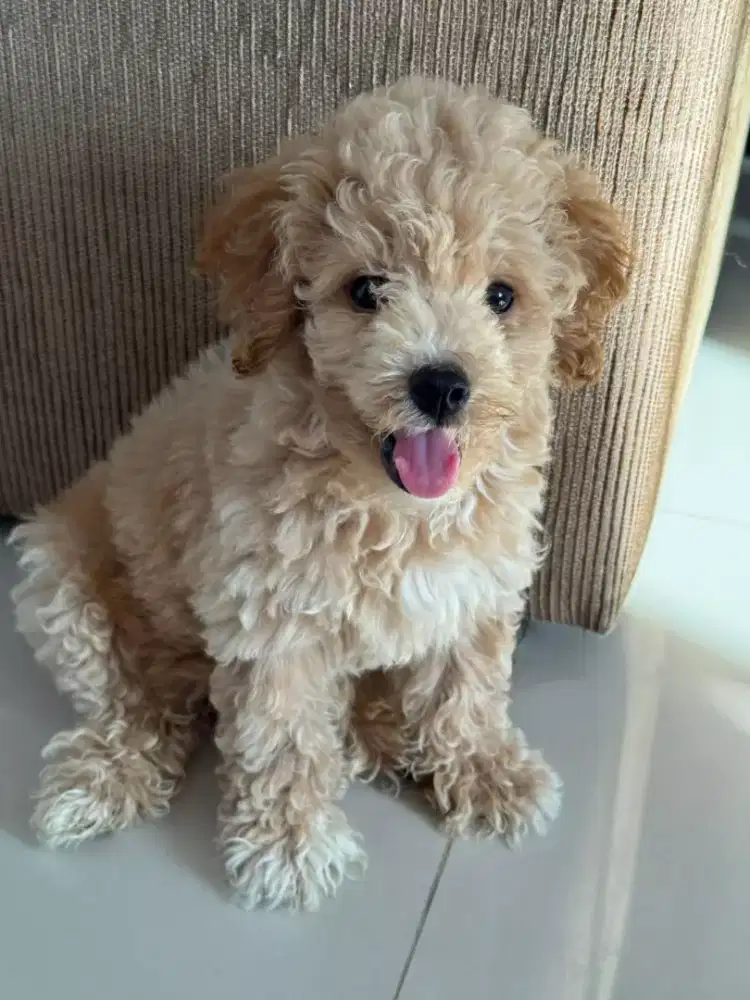 DIJUAL PUPPY ANJING MALTIPOO