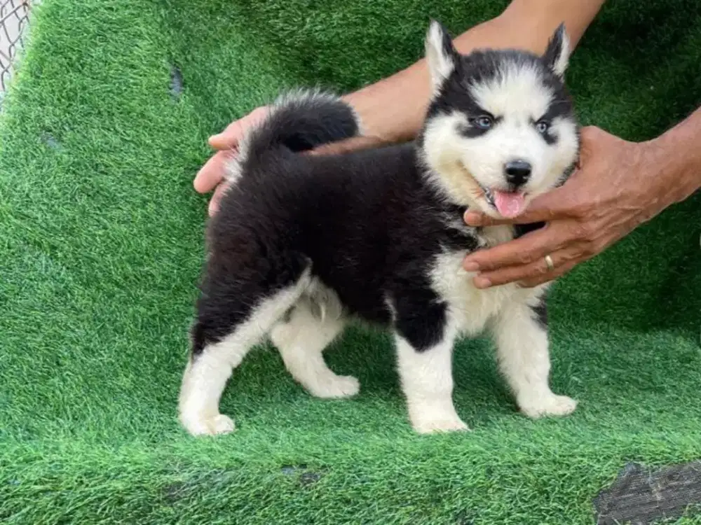 DIJUAL PUPPY SIBERIAN HUSKY